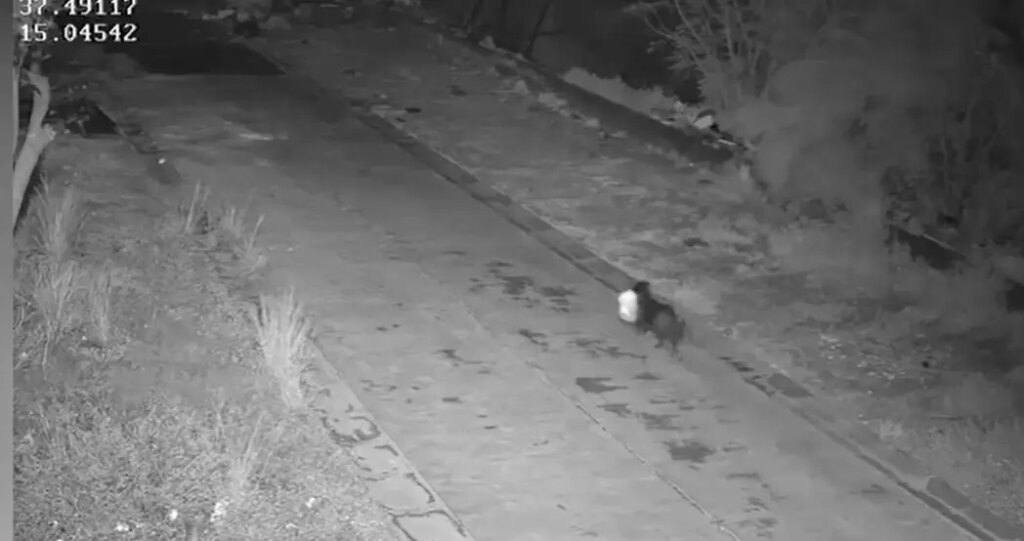 Cachorro levando lixo na Itália - curiosidade